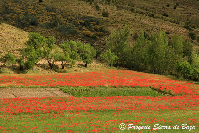 Nueva normativa Parque Natural Sierra de Baza (4)