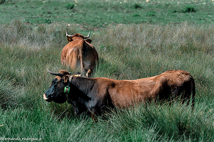 La reintroducción de la Vaca Pajuna en la Sierra de Baza