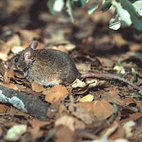 Ratón de campo (Apodemus sylvaticus)