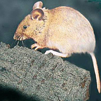Ratón moruno (Mus spretus)