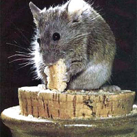 Ratón Casero (Mus domesticus)