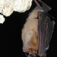 Rinolofo grande o murciélago de herradura grande (Rhinolophus ferrumequinum)