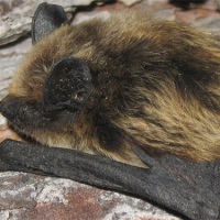 Murciélago de montaña (Hypsugo savii)