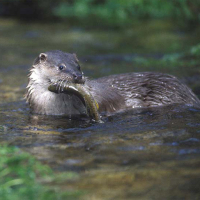 Nutria (Lutra lutra)