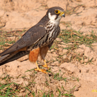 Alcotán (Falco subbuteo)