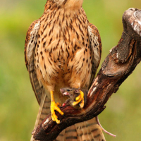 Cernícalo vulgar (Falco tinnunculus)