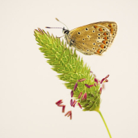 Ícaro moro (Polyommatus celina)