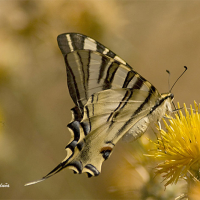 Chupaleches (Iphiclides feisthamelii)