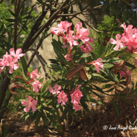 Adelfa (Nerium oleander)