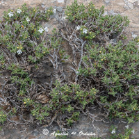 Ajedrea (satureja spp.)