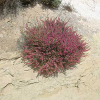 Barrilla o salsola (Salsola sps.)