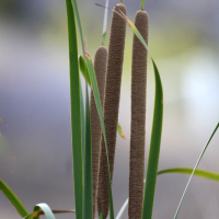 Anea o espadaña (Typha sps.)