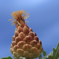 Cuchara de pastor (Rhaponticum coniferum)