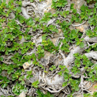 Chopera de roca (Rhamnus pumilus)