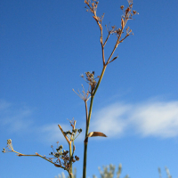Hinojo (Foeniculum vulgare)