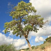 Falsa acacia (Robinia pseudoacacia)
