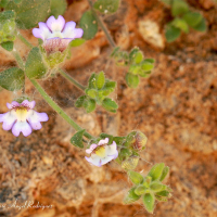 Espuelilla Pilosa (Chaenorrhinum villosum)