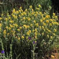 Flor del sol (Helianthemum sps.)