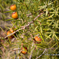 Enebro de miera (Juniperus oxycedrus)