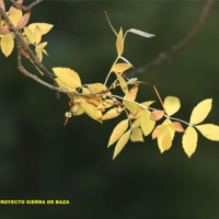 Fresno del sur (Fraxinus angustifolia)