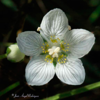 Hepática blanca (Parnasia palustris)