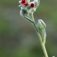 Lengua de liebre (Cynoglossum cheirifolium)