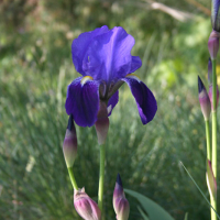 Lirio morado (Iris germanica)