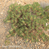 Mancaperros (Astragalus granatesis)