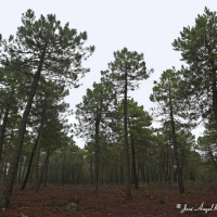 Pino resinero (Pinus pinaster) 