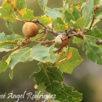 Quejigo andaluz (Quercus faginea)