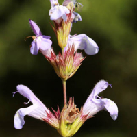 Salvia (Salvia lavandulifolia = Salvia officinalis subsp. lavandulifolia)