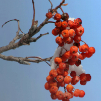 Serbal de cazadores (Sorbus aucuparia)