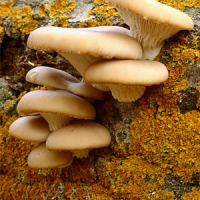 Pleuroto en forma de ostra (Pleurotus ostreatus)