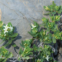 Torvisco de monte (Daphne oleoides subsp. hispanica)
