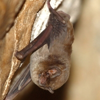 Murciélago de cueva (Miniopterus schreibersii)
