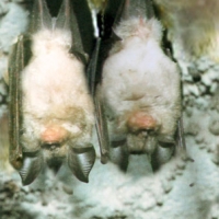 Rinolofo mediterráneo o murciélago mediterráneo de herradura (Rhinolophus euryale)