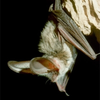 Murciélago orejudo gris (Plecotus austriacus)