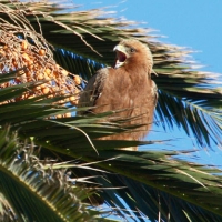 Águila calzada (Hieraaetus pennatus)