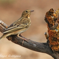 Bisbita arbóreo (Anthus trivialis)