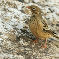 Escribano hortelano (Emberiza hortulana)