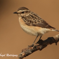 Tarabilla norteña (Saxicola rubetra)