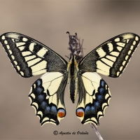 Cola de golondrina (Papilio machaon)