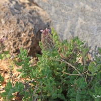 Amarguillo (Teucrium rixanense)
