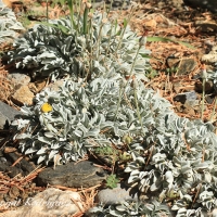 Ajonje de monte (Andryala agardhii)