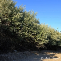 Árbol del paraíso (Eleagnus angustifolia)