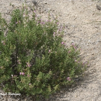 Arnacho (Ononis tridentata)