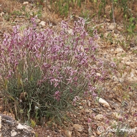 Alhelí de campo (Matthiola fruticulosa)