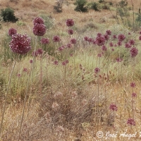 Ajo porro (Allium sphaerocephalon)