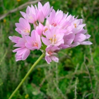 Ajo silvestre (Allium sps.)