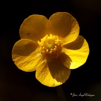Botón de oro (Ranunculus repens)